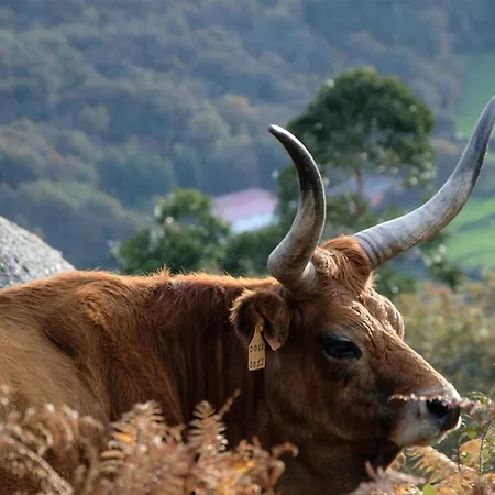 Just Like - Quinta De Todos Os Dias Villa Paredes de Coura