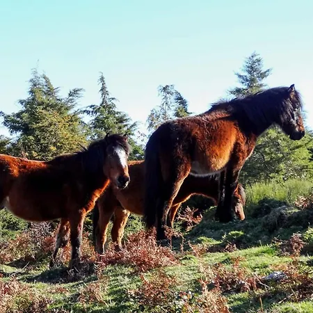 Just Like - Quinta De Todos Os Dias * Paredes de Coura