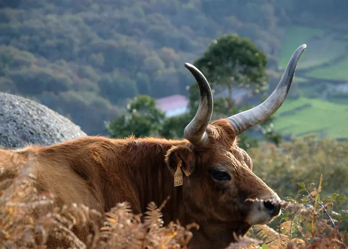 Just Like - Quinta De Todos Os Dias فيلة باريديس دي كورا