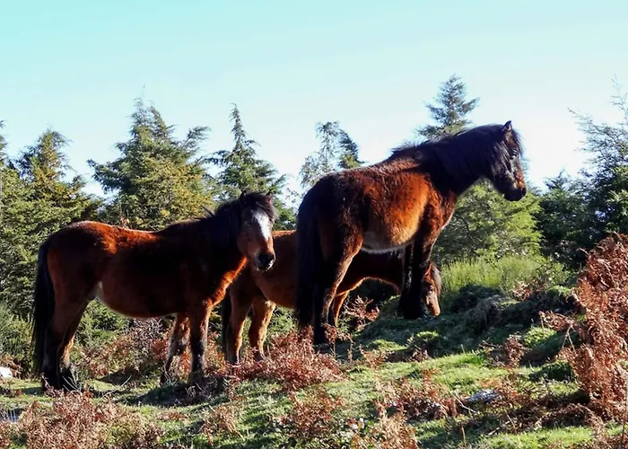 Just Like - Quinta De Todos Os Dias * Paredes de Coura